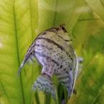 Pterophyllum scalare, Vis