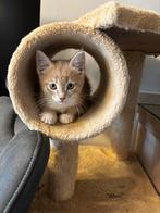 Te koop kittens kruising Britse korthaar X Noorse Boskat, Dieren en Toebehoren, Katten en Kittens | Raskatten | Korthaar, Meerdere dieren