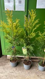Cryptomeria ‘hongarian gold’ groenblijvend, Overige soorten, Minder dan 100 cm, Zomer, Ophalen