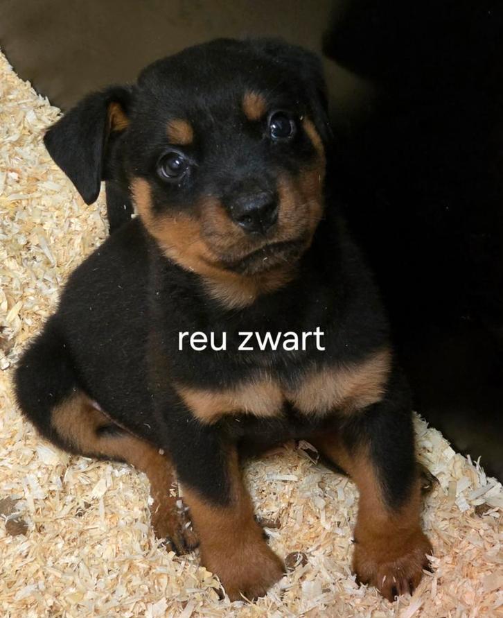 Rasechte rottweiler pups mogen nest verlaten, Dieren en Toebehoren, Honden | Bulldogs, Pinschers en Molossers, Meerdere dieren