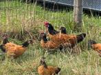 Jonge Vorwerk hanen, Dieren en Toebehoren, Pluimvee, Mannelijk, Kip