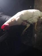 Witte legkippen!, Dieren en Toebehoren, Pluimvee, Vrouwelijk, Kip