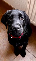 Lieve labrador pup zoekt forever home, 8 tot 15 weken, Teef, Labrador retriever, Eén hond