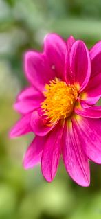 Dahlia 58 - met gratis bosje dahlia’s, Ophalen, Overige soorten, Volle zon