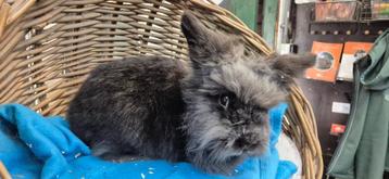 gecastreerde ram TOM uit de opvang zoekt een tehuis beschikbaar voor biedingen