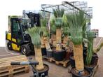 YUCCA ROSTRATA., Volle zon, Vaste plant, Zomer, Ophalen