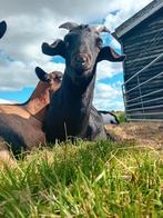 Tamme geiten bokken, Dieren en Toebehoren, Schapen, Geiten en Varkens, Mannelijk, Geit, 0 tot 2 jaar