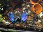 Cherax pulcher Dark Purple Arm, Dieren en Toebehoren, Kreeft, Krab of Garnaal