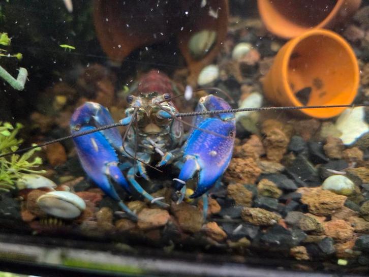 Cherax pulcher Dark Purple Arm, Dieren en Toebehoren, Vissen | Aquariumvissen, Kreeft, Krab of Garnaal