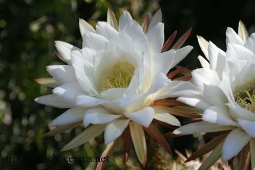 Cactus Tricocereus Candicans uit Argentinie potmaat 21cm, Huis en Inrichting, Kamerplanten, Cactus, Minder dan 100 cm, Bloeiende kamerplant