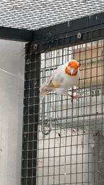 Eumo Pastel Pop 2024, Dieren en Toebehoren, Vrouwelijk, Wildzangvogel, Geringd