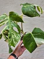 Monstera Deliciosa Variegata p12 (37), Ophalen of Verzenden, Overige soorten, Minder dan 100 cm