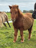 Shetlander merrie en hengstveulen, Niet van toepassing, 0 tot 2 jaar, A pony (tot 1.17m), Gechipt