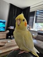2 tamme valkparkieten, Dieren en Toebehoren, Vogels | Parkieten en Papegaaien, Meerdere dieren, Parkiet, Tam