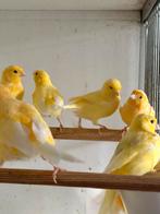 Verschillende kanarie poppen, Dieren en Toebehoren, Vogels | Kanaries, Vrouwelijk, Kleurkanarie