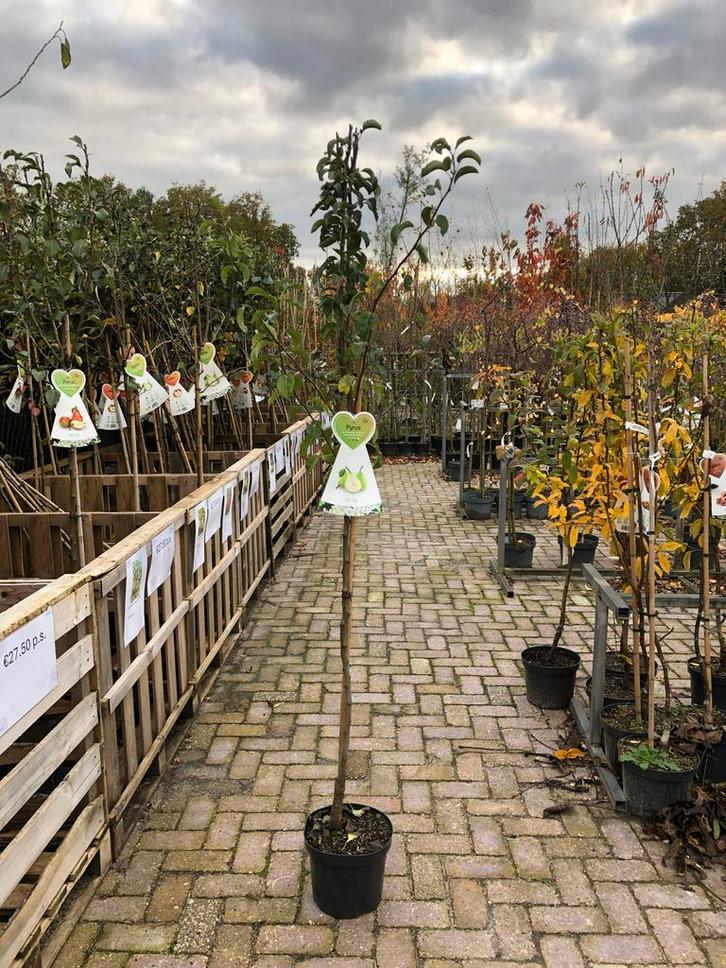 Doyenne du Comice Peer in Pot, Tuin en Terras, Planten | Bomen, Overige soorten, 100 tot 250 cm, Volle zon, Lente, In pot, Ophalen