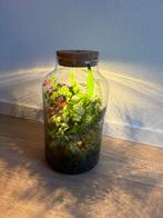 Terrarium met diverse planten, Huis en Inrichting, Kamerplanten, Overige soorten, In pot, Minder dan 100 cm, Groene kamerplant