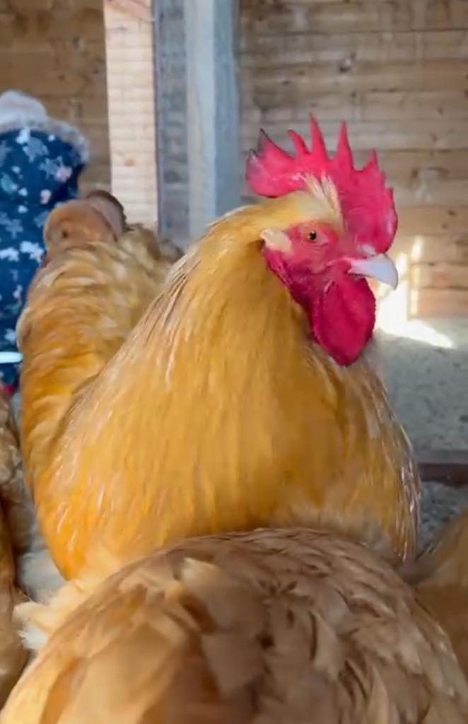 Jonge orpington haan, Dieren en Toebehoren, Pluimvee, Kip, Mannelijk
