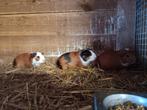 Mooie jonge cavias, Dieren en Toebehoren, Knaagdieren, Mei, Mannelijk, Cavia
