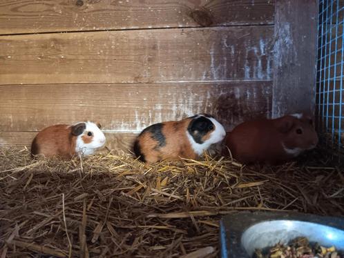 Mooie jonge cavias, Dieren en Toebehoren, Knaagdieren, Mannelijk, Cavia, Mei