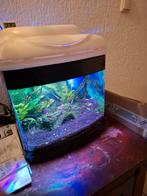 Gevraagd    aquarium plantjes of stekjes, Ophalen of Verzenden, Plant(en), Steen of Hout