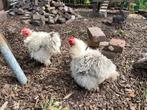 2x Kip ( hen)  cochin kriel, Dieren en Toebehoren, Pluimvee, Vrouwelijk, Kip