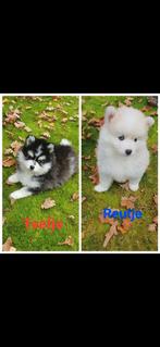 Pomsky F1 pups EERSTE generatie NIET DOORGEFOKT mini husky, Dieren en Toebehoren, CDV (hondenziekte), 8 tot 15 weken, Poolhond