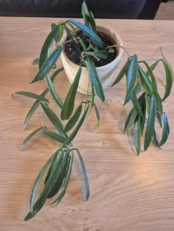 Te koop binnen planten hoya beschikbaar voor biedingen
