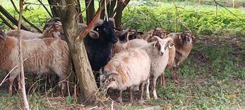 Ramlammeren Drents Heideschaap beschikbaar voor biedingen