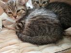 4 Britse korthaar kittens te koop., Dieren en Toebehoren, Katten en Kittens | Overige Katten, Meerdere dieren, Kortharig, 0 tot 2 jaar