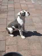 Old English Bulldog pup 4,5 maand., Dieren en Toebehoren, Honden | Bulldogs, Pinschers en Molossers, 15 weken tot 1 jaar, CDV (hondenziekte)