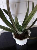 Gasteria little Warty, Overige soorten, Ophalen of Verzenden, Minder dan 100 cm, Volle zon