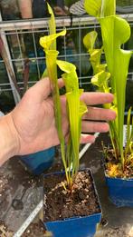Sarracenia flava (m), Tuin en Terras, Planten | Tuinplanten, Ophalen, Zomer, Overige soorten