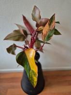 Philodendron Strawberry Shake - Zeldzame kamerplant!, Ophalen of Verzenden, Halfschaduw, Minder dan 100 cm