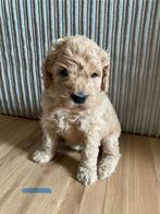 Labradoodle medium pups F3 Zeer mooi, Dieren en Toebehoren, Rabiës (hondsdolheid), Overige rassen, 8 tot 15 weken, Meerdere