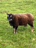Drachtige dassenkop ooi schaap, Dieren en Toebehoren, Vrouwelijk, Schaap