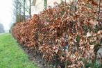 Beukenhaag (Fagus sylvatica) voor een mooie tuin!, Tuin en Terras, Ophalen, Beukenhaag, Haag, 100 tot 250 cm