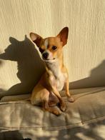 Chihuahua ter dekking, Dieren en Toebehoren, Honden | Chihuahua's en Gezelschapshonden, Rabiës (hondsdolheid), Reu, 1 tot 2 jaar