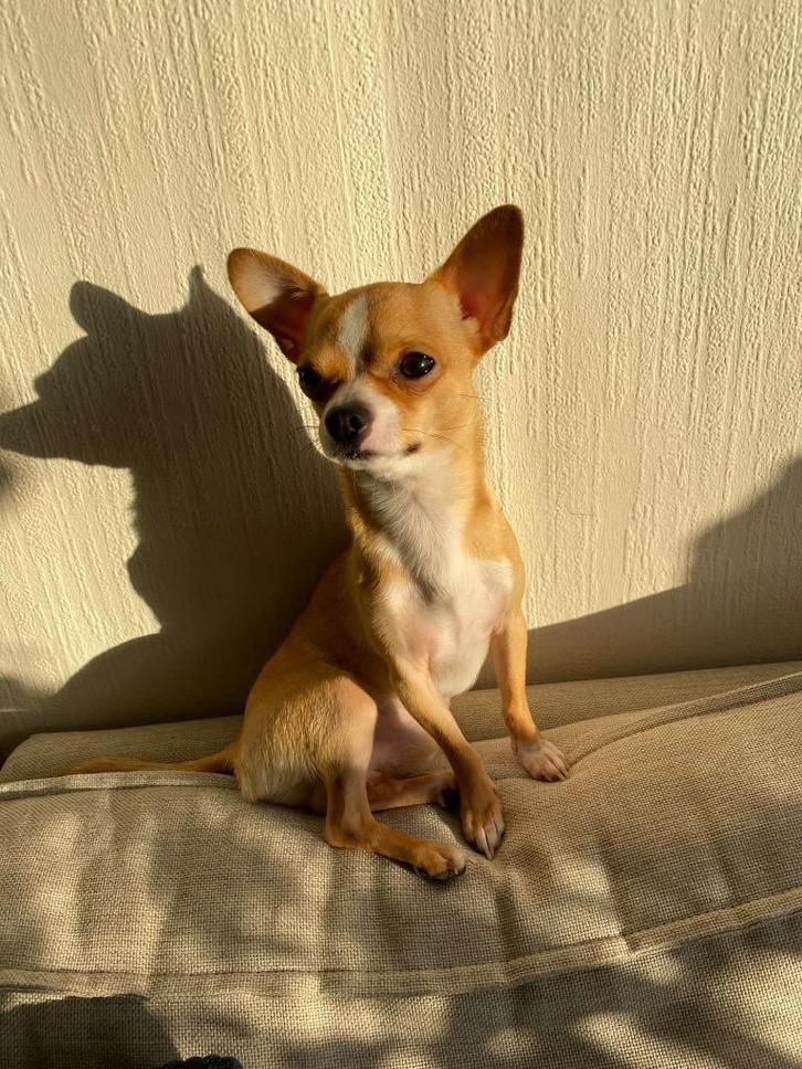 Chihuahua ter dekking, Dieren en Toebehoren, Honden | Chihuahua's en Gezelschapshonden, Reu, Chihuahua, Particulier, Eén hond