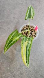 Schismatoglottis Wallichii Variegata, Ophalen of Verzenden, Halfschaduw, Minder dan 100 cm