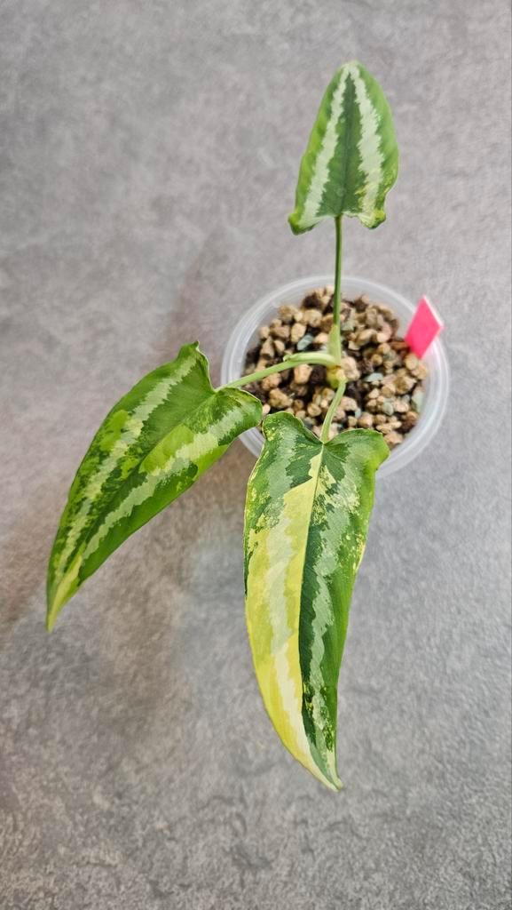 Schismatoglottis Wallichii Variegata, Huis en Inrichting, Kamerplanten, Minder dan 100 cm, Halfschaduw, Ophalen of Verzenden