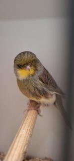 Mooie Glosters geringd 2025 mannen en poppen zitten koud, Dieren en Toebehoren, Vogels | Kanaries, Meerdere dieren, Postuurkanarie