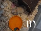 Mooie jonge goudhamsters te koop, Dieren en Toebehoren, Hamster, Juni, Meerdere dieren, Tam