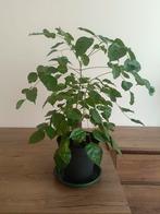 Plant tree., Huis en Inrichting, Kamerplanten, Ophalen of Verzenden, Halfschaduw, Minder dan 100 cm