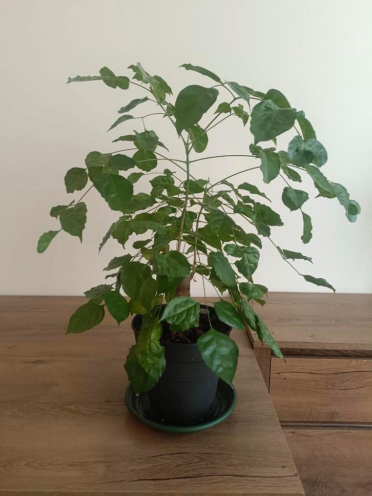 Plant tree., Huis en Inrichting, Kamerplanten, Minder dan 100 cm, Halfschaduw, Ophalen of Verzenden