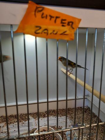 Bastaarden putterxkanarie kapoetsijsxkanarie  beschikbaar voor biedingen