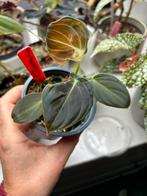 Philodendron melanochrysum, stek, Ophalen of Verzenden, Halfschaduw, Minder dan 100 cm