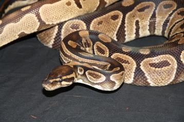 ballpython kweekkoppel !!sterk verlaagd in prijs!! beschikbaar voor biedingen