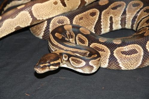 ballpython kweekkoppel !!sterk verlaagd in prijs!!, Dieren en Toebehoren, Reptielen en Amfibieën, Slang, 3 tot 6 jaar, Tam