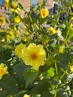 Gele dahlia knollen, Tuin en Terras, Ophalen, Voorjaar, Volle zon, Knol